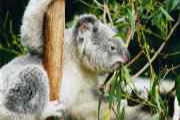 Koala  Thumbnail