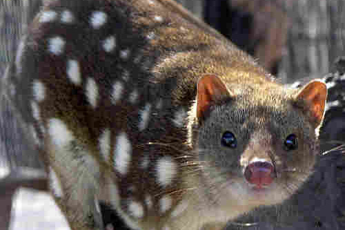 Spotted Quoll